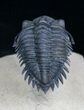 Flying Metacanthina (Asteropyge) Trilobite #4095-4